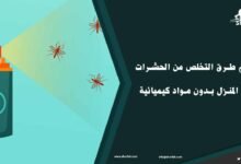 كيفية التخلص من الحشرات